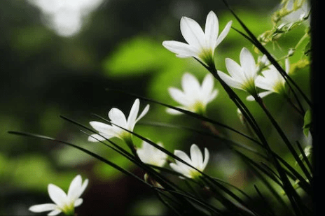 香娇玉嫩是什么生肖,精准解释