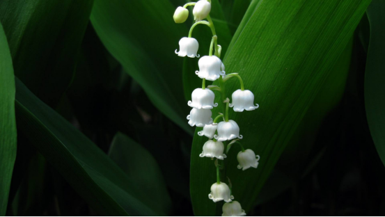 勾心斗角是什么生肖,正确解释