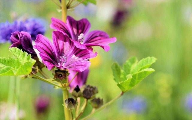 红粉香脂云中唱是什么生肖,词语解释
