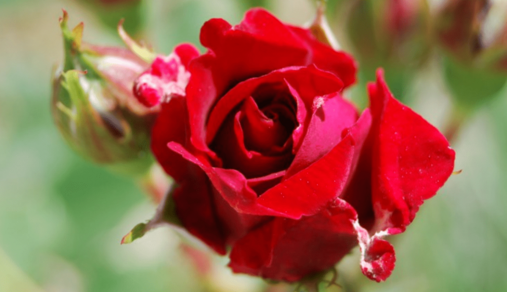 双十年华是什么生肖双十年华打一个生肖动物，正确解释