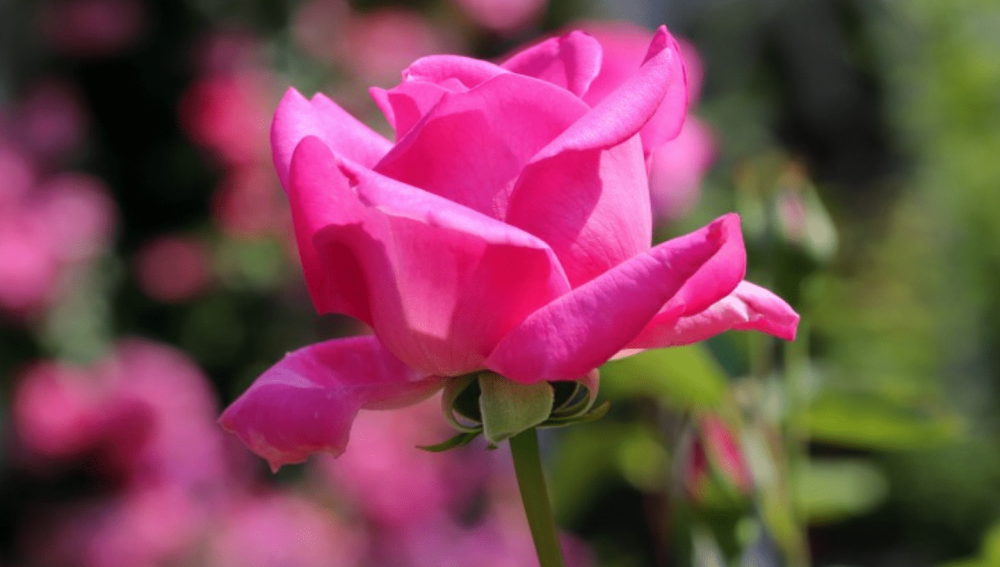 义上云天是什么生肖,词典解释