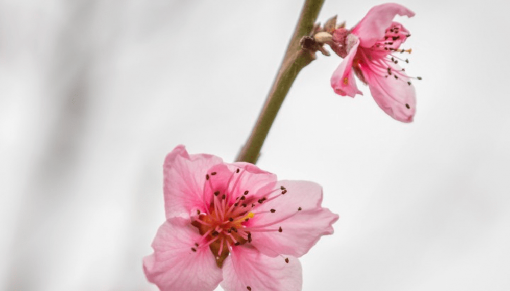 欲钱诸神黄昏是什么生肖《欲钱诸神黄昏》打一个生肖动物,词语已解