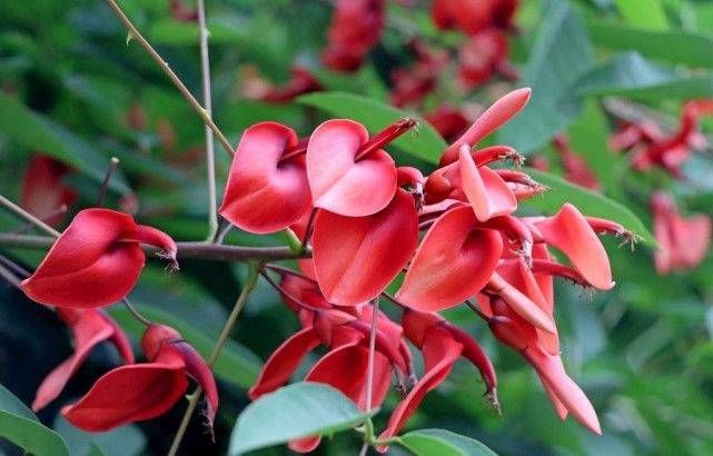 八面玲珑是什么生肖,词典解释