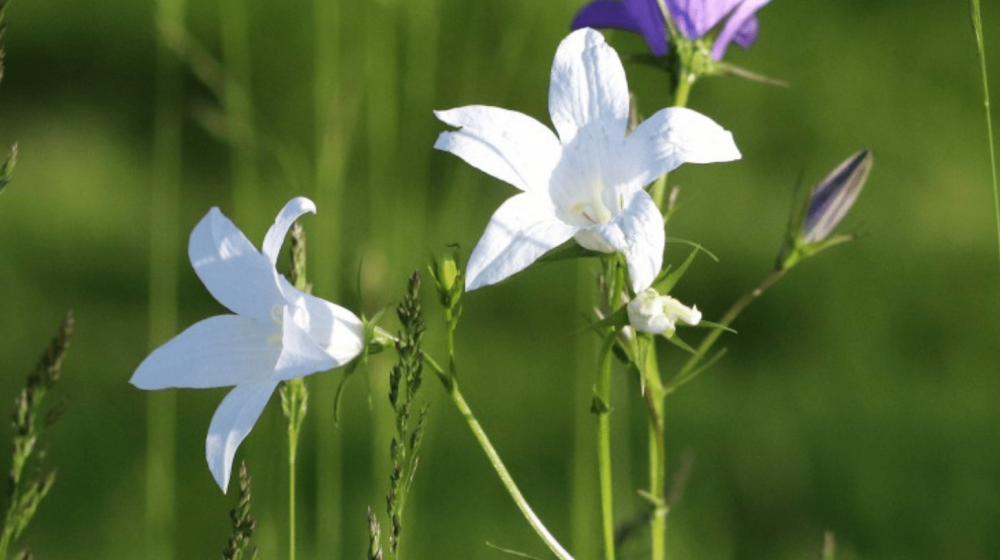 丑中之丑是什么生肖丑中之丑打一个生肖动物,正确解释