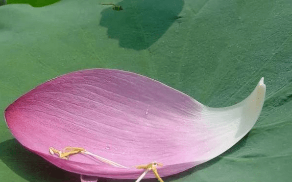 儿行千里母担忧是什么生肖儿行千里母担忧打一个生肖动物,词语已解