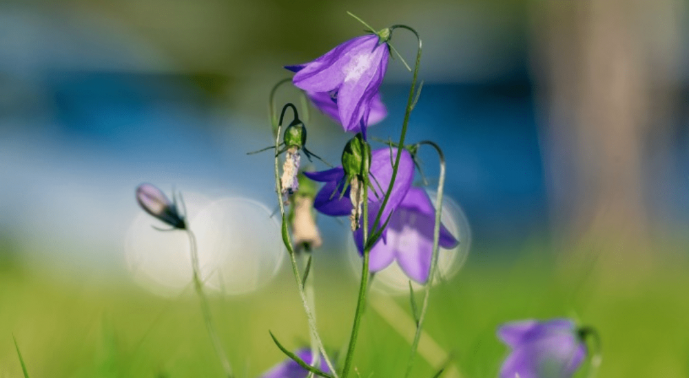 秋高气爽易感冒是什么生肖秋高气爽易感冒打一个生肖动物,词语解释