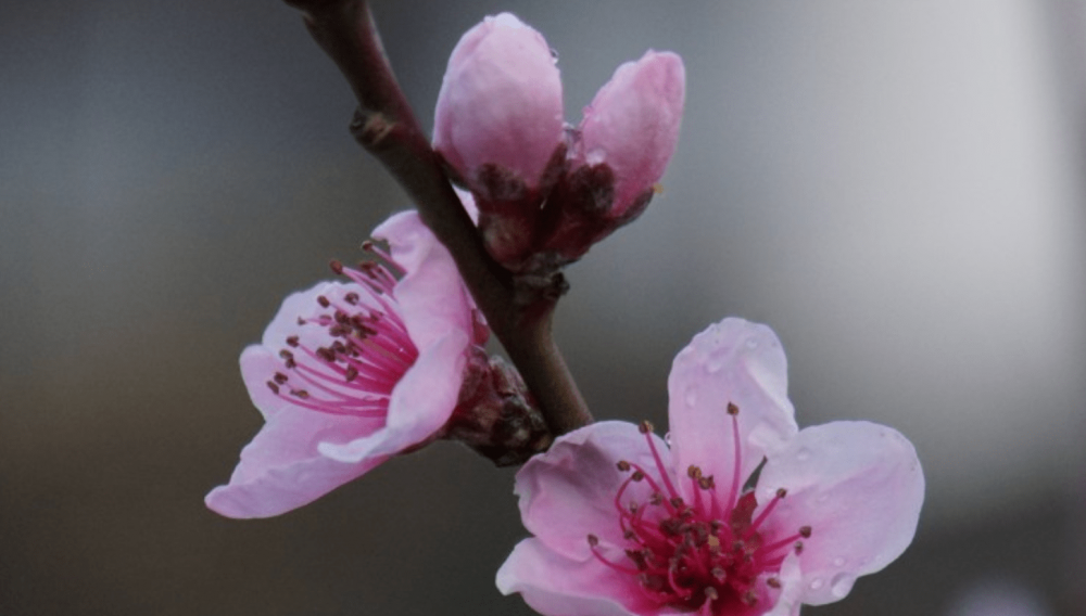 朝气蓬勃是什么生肖朝气蓬勃打一个生肖动物,正确解释