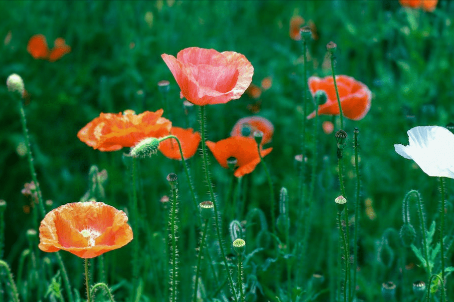 头晕目眩是什么生肖,诗词解释