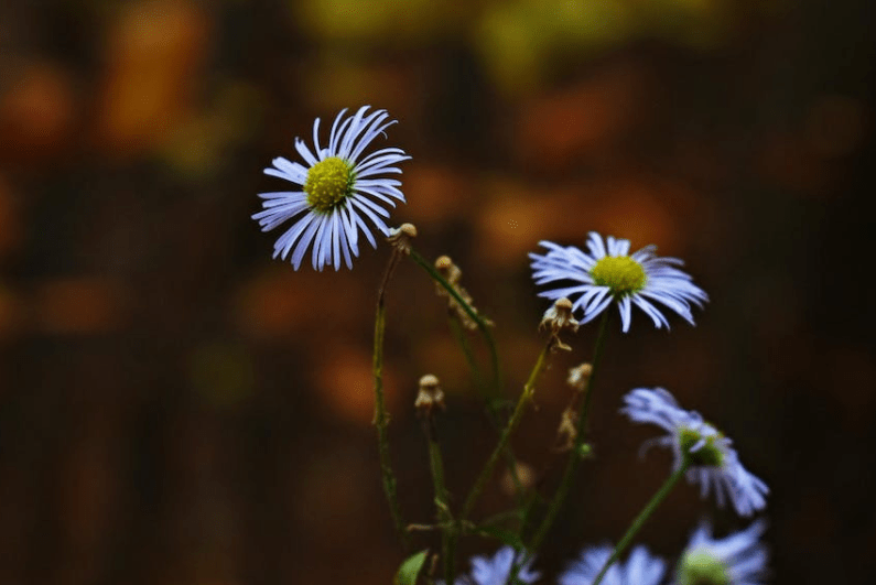 坚持不懈是什么生肖,已答解释