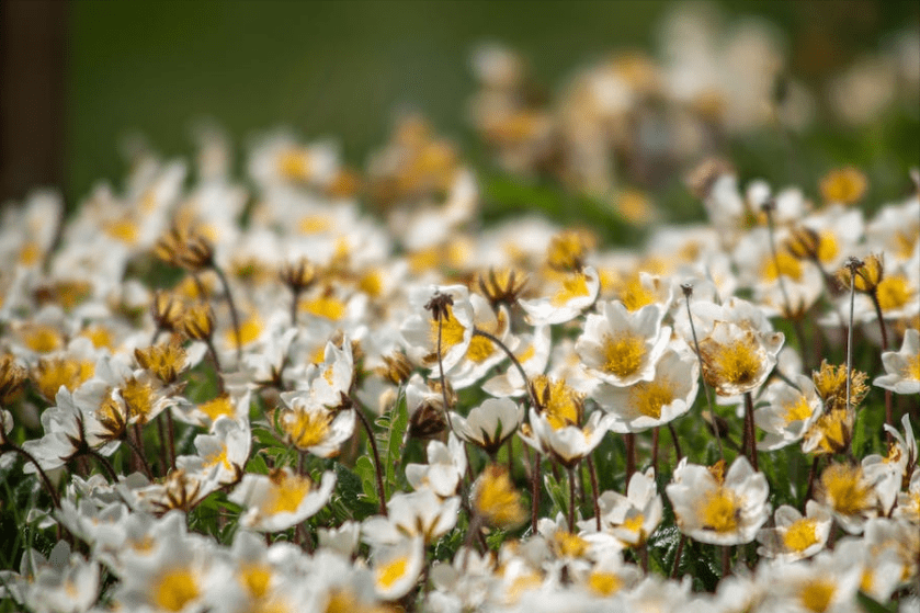 春风满面是指什么生肖春风满面猜一个生肖动物,准确解释
