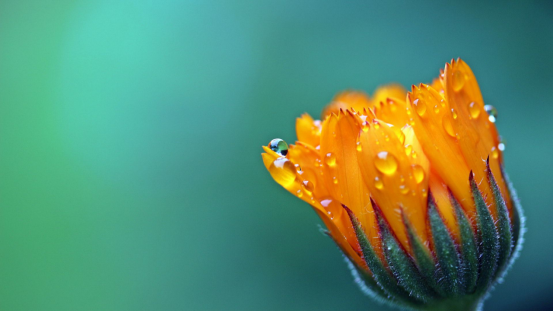 活灵活现是什么生肖《活灵活现》打一个生肖动物，词语解释