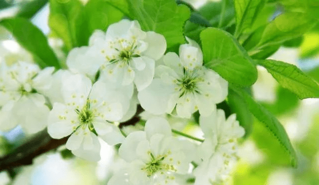 来去无踪太神秘是什么生肖，诗词解释