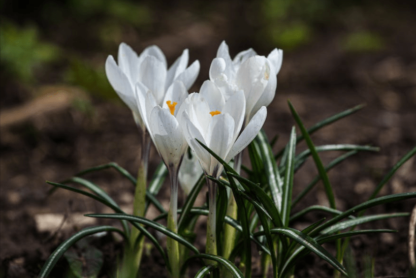 僵持不下是什么生肖,已答解释