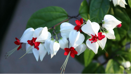 目不暇接是什么生肖《目不暇接》打一个生肖动物，词语解释