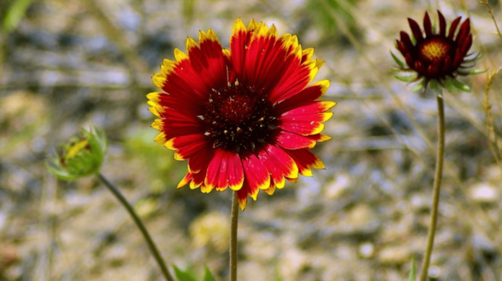 鸳鸯戏水是什么生肖,精准解释