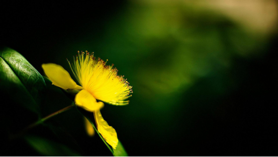 目不暇接是什么生肖,正确解释