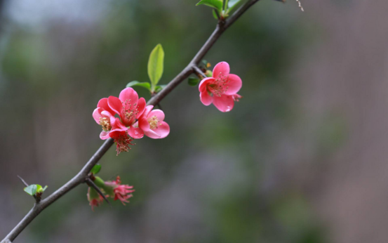 目不暇接是什么生肖，精准解释