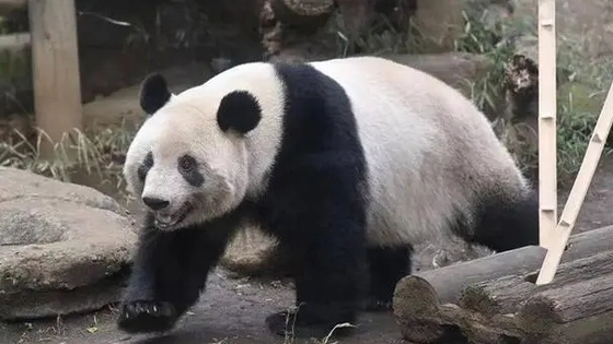 大熊猫为什么近期扎堆回国?