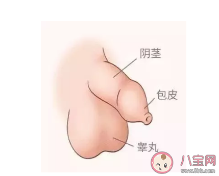 男孩身体器官结构构成 男孩生殖器官怎么进行护理