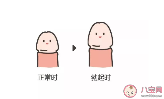 男孩身体器官结构构成 男孩生殖器官怎么进行护理