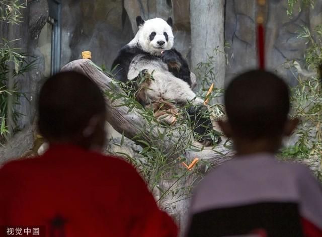 名气十足是什么生肖，最佳解释