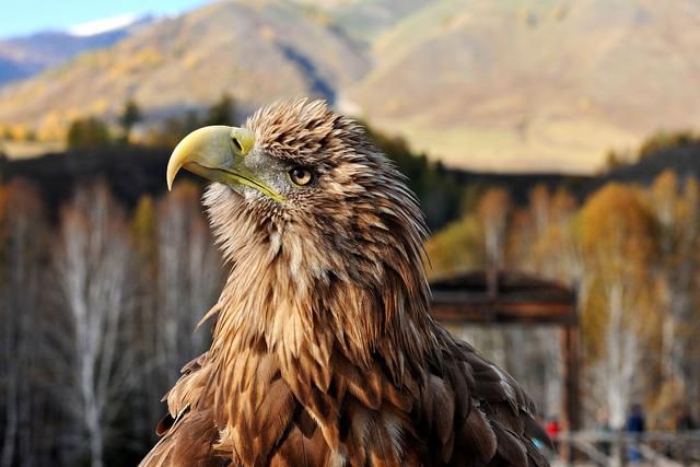 六六大顺喜眉梢是什么生肖，正确解释
