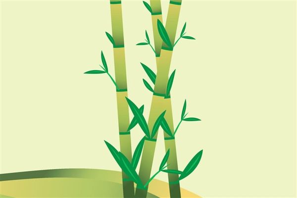 两只旅俄大熊猫体重和人气齐升